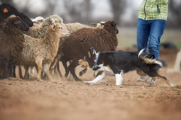 Sınır Çobanı Otlayan Koyunlar — Stok fotoğraf