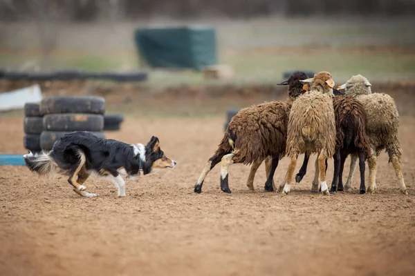 Border Collie Pastoreo Ovejas — Foto de Stock