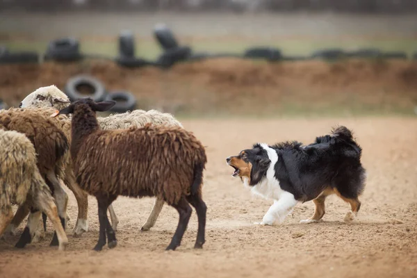 Australische Herder Grazen Schapen Stockafbeelding