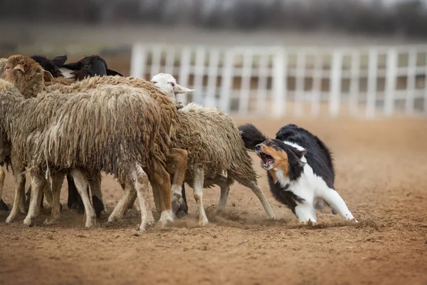 Australische Herder Grazen Schapen Stockfoto