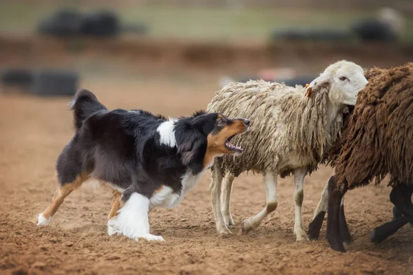 Australische Herder Grazen Schapen Rechtenvrije Stockfoto's