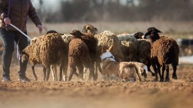Galli Corgi otlayan koyunlar