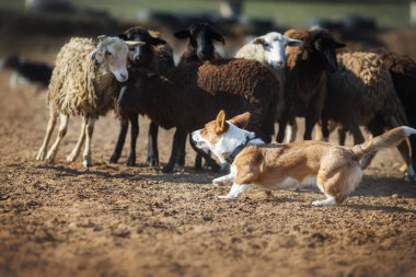Galli Corgi otlayan koyunlar