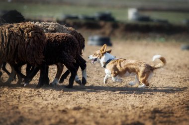 Galli Corgi otlayan koyunlar