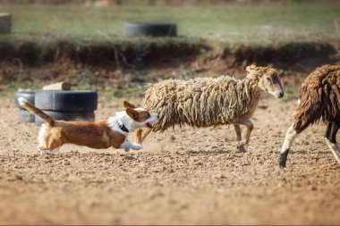 Galli Corgi otlayan koyunlar
