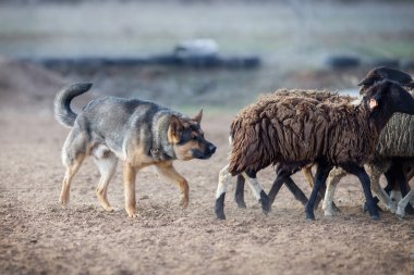 Alman çoban köpeği koyun otlatıyor.