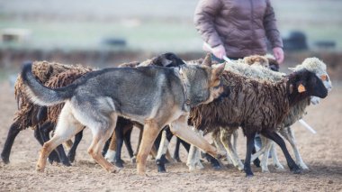 Alman çoban köpeği koyun otlatıyor.