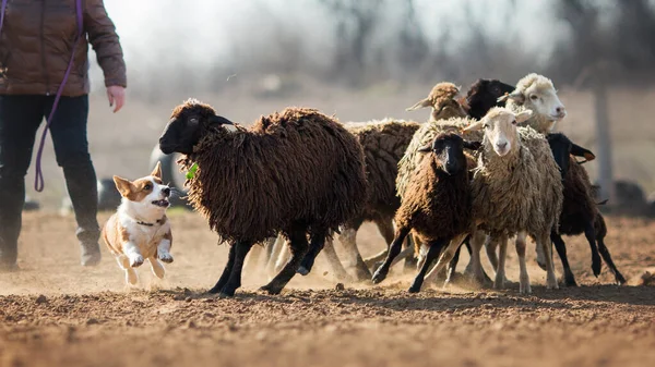 Galês Corgi Pastando Ovelhas — Fotografia de Stock