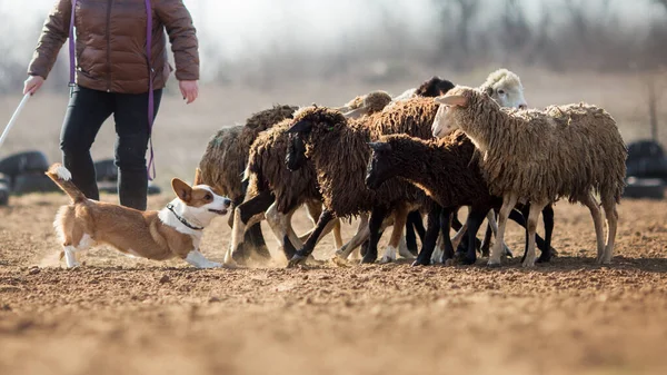 Welsh Corgi Grazing Sheep — Stock Photo, Image