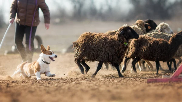 Welsh Corgi Pasoucí Ovce — Stock fotografie