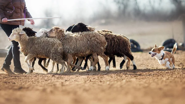 Welsh Corgi Grazende Schapen — Stockfoto