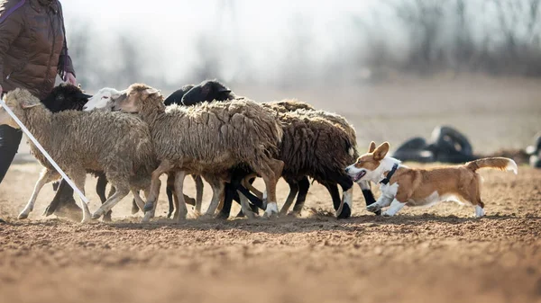 Welsh Corgi Grazende Schapen — Stockfoto