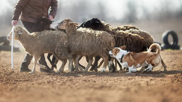 Gallese Corgi Pecore Pascolo — Foto Stock