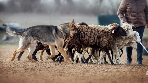 Německý Ovčák Pasoucí Ovce — Stock fotografie