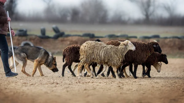 Berger Allemand Pâturage Moutons — Photo