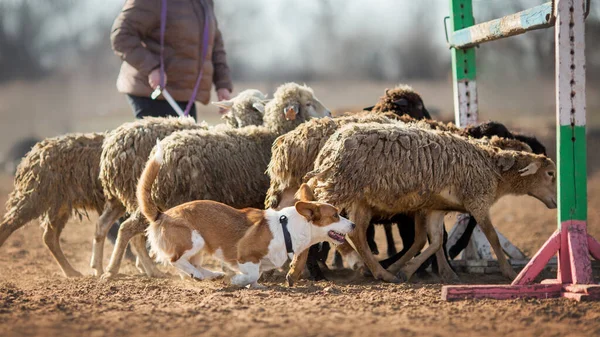 Owce Wypasane Walii Corgi — Zdjęcie stockowe