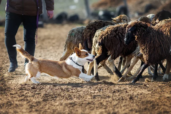 Welsh Corgi Pasoucí Ovce — Stock fotografie