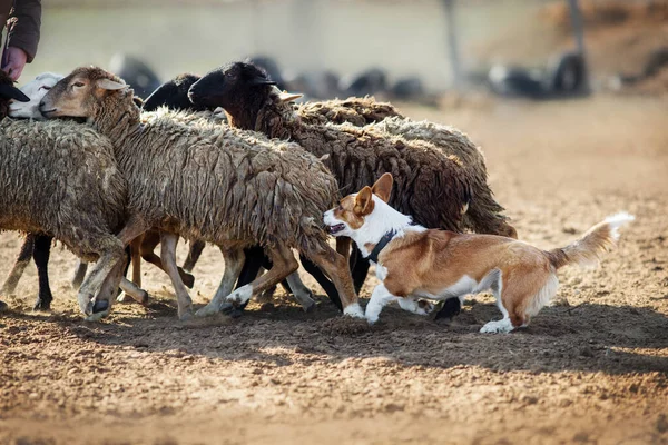 Welsh Corgi Grazing Sheep — Stock Photo, Image