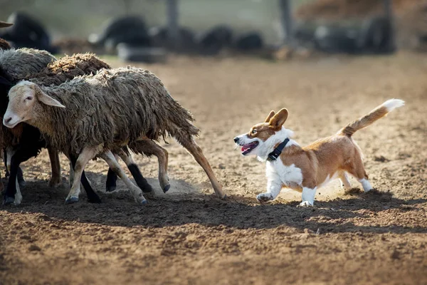 Welsh Corgi Grazende Schapen — Stockfoto