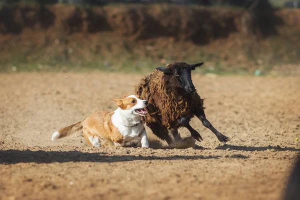 Galli Corgi Otlayan Koyunlar — Stok fotoğraf