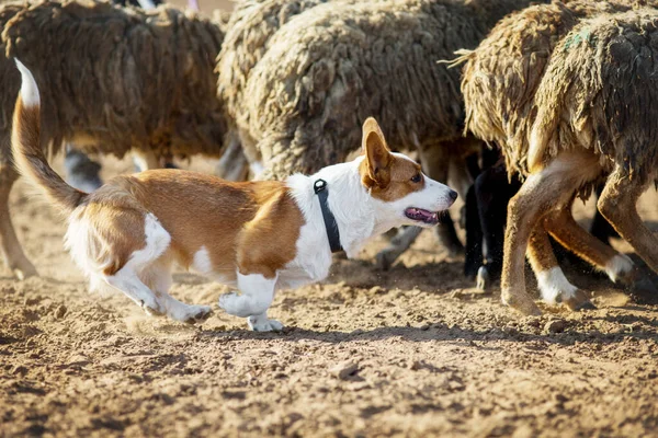 Welsh Corgi Grazende Schapen — Stockfoto