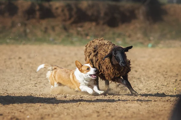 Welsh Corgi Pasoucí Ovce — Stock fotografie