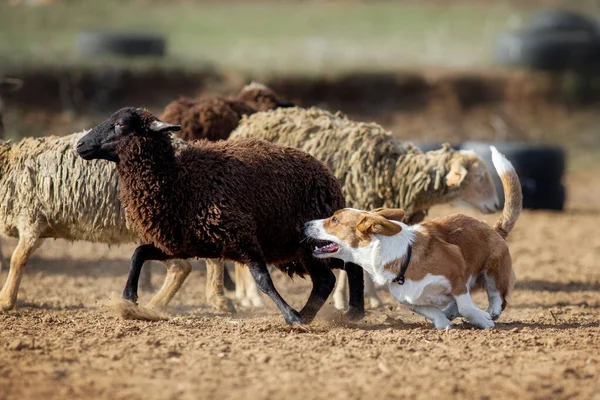 Welsh Corgi Grazing Sheep — Stock Photo, Image