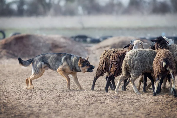 Duitse Herder Graasschapen — Stockfoto