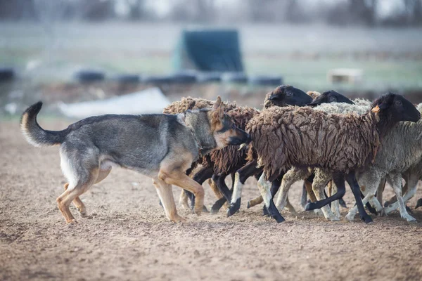 Owczarek Niemiecki Wypasu Owiec — Zdjęcie stockowe