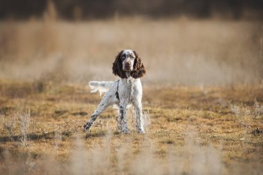 Köpek İngiliz springer spaniel