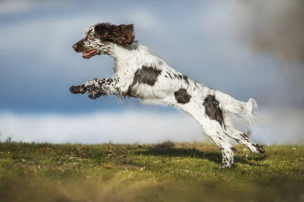 Hund Englischer Springspaniel — Stockfoto