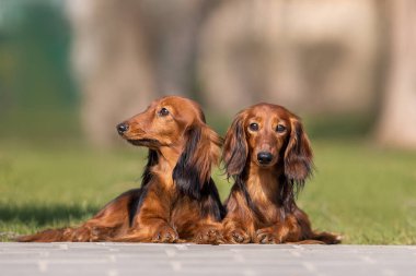 Parkta köpek dachshund cinsi