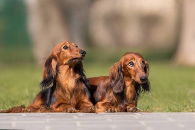 Parkta köpek dachshund cinsi