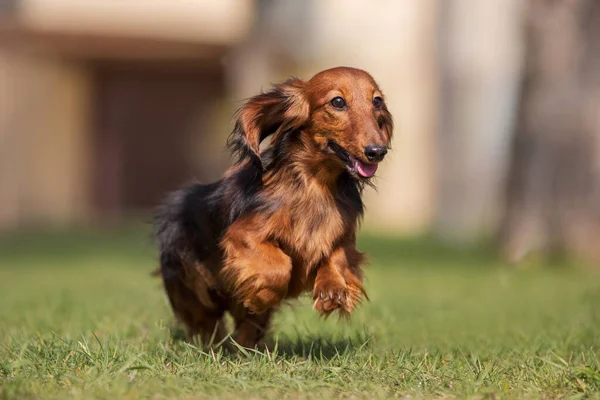 Raça Cão Dachshund Parque — Fotografia de Stock