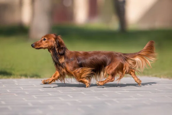 Cane Razza Bassotto Nel Parco — Foto Stock