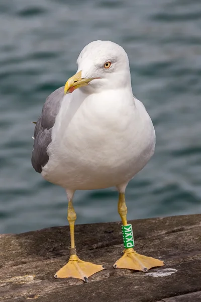 (Şeritli) kuş martı iskelede halkalı