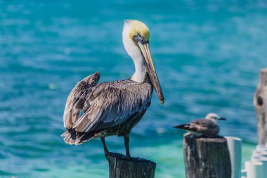 Pelican in the ocean, Sea Bird  clipart