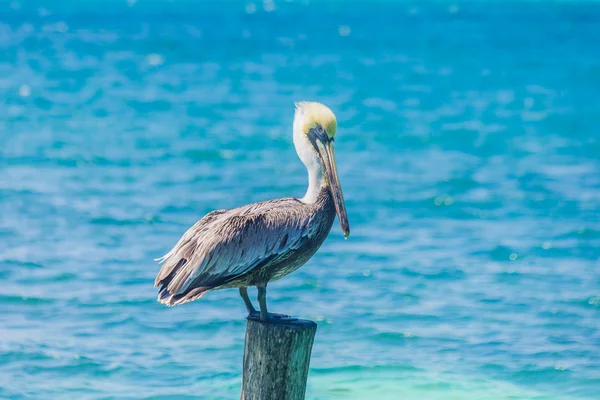 Pelikan im Meer, Seevögel — Stockfoto