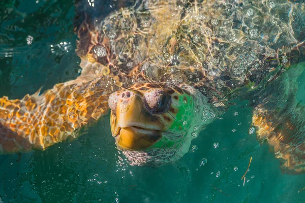 Kaplumbağa okyanusta yüzüyor. Meksika, Cancun,