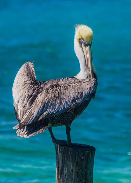 Pelikan im Meer, Seevögel — Stockfoto
