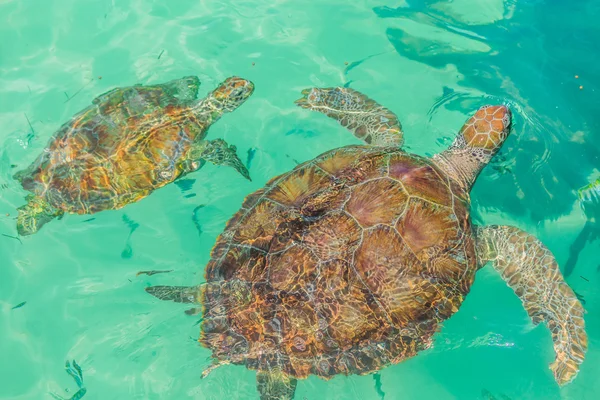 Kaplumbağa okyanusta yüzüyor. Meksika, Cancun,