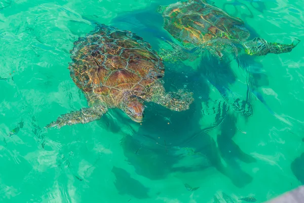 Turtle swims in the ocean. Mexico, Cancun, — ストック写真