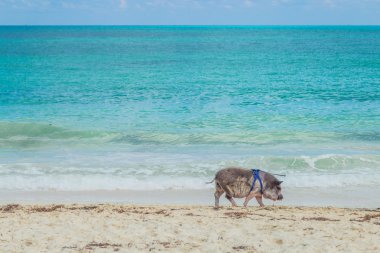 Sahilde domuz. Kirli plaj. Piglet palmiye ağaçları altında