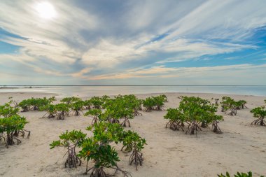 Tropikal bir göl kıyısında kum çalılıklarda. Gündoğumu günbatımı