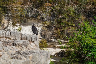 Hipotermik Sagrado de Chichen Itza. Akbaba, kuş. Chichen Itza Tanrı Chaac yağmur için fedakarlıklar yapmak için kullanılan, kutsal hipotermik