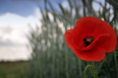 Alan, güzel kırmızı haşhaş 