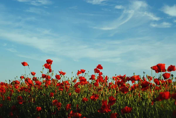 Beautiful Red Poppies Field — Stock Photo, Image