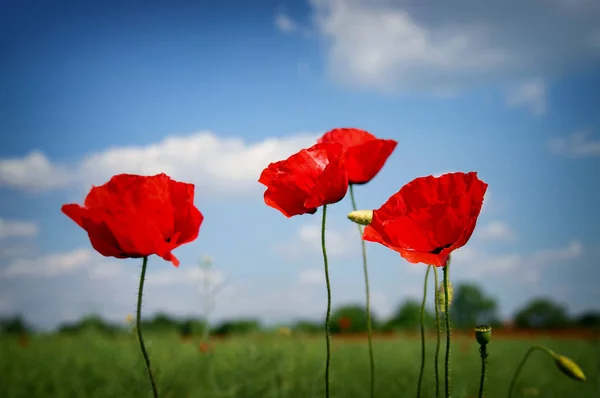 美丽的红色罂粟在田间 — 图库照片