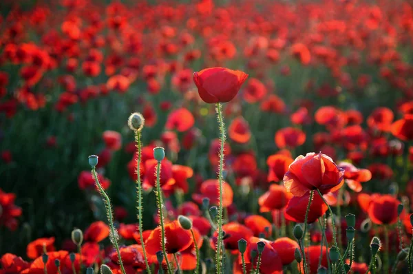 Beautiful Red Poppies Field — Stock Photo, Image