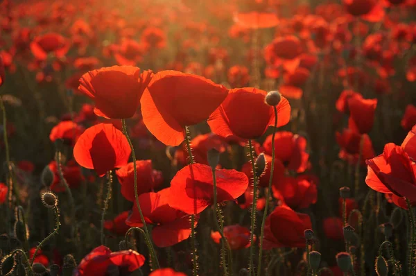 Beautiful Red Poppies Field — Stock Photo, Image